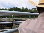 Handy Kennedy, founder of AgriUnity cooperative, counts his cows on HK Farms on April 20, 2021 in Cobbtown, Ga. The cooperative is a group of Black farmers formed to better their chances of success by putting their resources together to reduce their overhead costs.