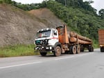 A truckload of tropical hardwood from west Central Africa called okoume. It's at the center of an environmental watchdog group's investigation into illegal logging and corruption.