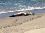 A California sea lion, named Charlie Winston, stranded on a beach in California. Severe cancer had spread throughout her body and made her too sick to swim.