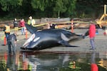 The 18-year-old male southern resident killer whale, J34, stranded near Sechelt, British Columbia on December 21, 2016. Postmortem examination suggested he died from trauma consistent with vessel strike.