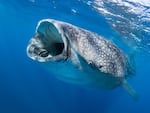 A whale shark. Big data and AI allow scientists to rapidly comb through thousands of photos and identify individuals using the skin patterning behind the gills and any scars they might have.