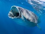 A whale shark. Big data and AI allow scientists to rapidly comb through thousands of photos and identify individuals using the skin patterning behind the gills and any scars they might have.