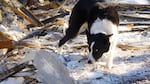 Piper is trained to detect historic and prehistoric human remains.  Alta uses working dogs to help zero in on where to start searching for cremains in the rubble of burned homes.