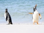 Jennifer Hadley's photo of two penguins on the Falkland Islands. The photo won the Affinity Photo 2 People's Choice Award.