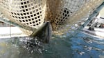 A chinook slides into a truck equiped with a tank. Biologist want to move 500 threatened fall chinook above the Condit Dam in September. Each female can lay thousands of eggs. 