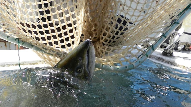 A chinook slides into a truck equiped with a tank. Biologist want to move 500 threatened fall chinook above the Condit Dam in September. Each female can lay thousands of eggs. 