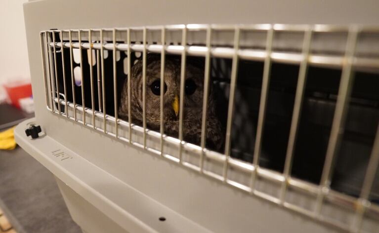 A barred owl in a carrier looks at the camera.