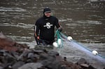 Undated photo of James Whelan, project manager for California Trout, conducting a tangle-net survey in a section of the Klamath River in northern California.