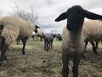 Lambs being raised at the Washington State Penitentiary as a part of the Sustainability in Prisons Project.