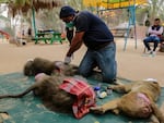 Gaza Strip | March 2018 | medical check and assessment at Rafah Zoo