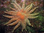 Sunflower sea stars