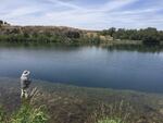 Chet Dixson fishes at Rock Lake in Eastern Washington. Rock Lake is the largest natural lake in the state and is now being stocked with Puget Sound steelhead.