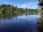 Willamette Riverkeeper has been working with the City of Salem since 2019 to remove Ludwidgia, an invasive water weed, from the Willamette Slough. The restoration project is now in its final year and includes herbicide treatments and planting more than 12,500 native shrubs and trees.