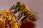 A bee feeds on honey from a honeycomb at a beekeeper's farm in Colina, on the outskirts of Santiago, Chile, Monday, Jan. 17, 2021.