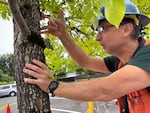 Oregon Department of Forestry invasive species specialist Wyatt Williams analyzes a tree for emerald ash borer at the Douglas Aquatic Center in Portland, Ore., on Sept. 10, 2025.