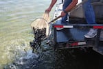 Stocking tiger trout in Diamond Lake.