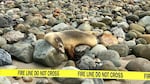 There is no antidote or specific remedy for poisoning from domoic acid, the toxin that the algal bloom in California is producing.