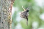A Red-cockaded Woodpecker hovers momentarily before landing at its nesting cavity inside the trunk of a longleaf pine. This species makes its home in living trees rather than dead ones, a process that can take years to complete. If a timber company were to cut down these trees without directly injuring a bird, it would still constitute "harm" under the previous definition used by the Endangered Species Act. A new rule change by the Trump administration would change that.