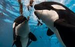 SeaWorld parks said it has no interest in turning over its captive orcas to the Whale Sanctuary Project.