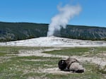 The Old Faithful geyser in Yellowstone National Park, Wyo., is seen in 2022. A 60-year-old woman sustained severe burns to her leg after walking off the trail near the geyser this week.
