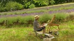 Painters capture the lavender fields of Oregon