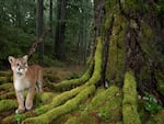 From mosses to mountain lions, the temperate old-growth rainforests of the Pacific Northwest provide the complexities and conditions necessary to support high levels of biodiversity. The Northwest Forest Plan has provided protection for these ancient ecosystems over the last 30 years and has helped advance forest management in Oregon, Washington and California. Developed in response to decades of unsustainable logging practices, the plan has helped restore forest ecosystems in 17 national forests.