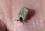FILE - An April 20, 2004 file photo of a tick, a bloodsucking parasite increasingly common in Sweden. A carrier of serious diseases such as meningocephalitis and relapsing fever, Borrelia, the tick is thriving and spreading in Sweden's changing climate and milder winters.