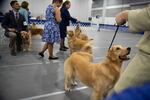 Golden retrievers wait for their judging to begin. The Rose City Classic Dog Show was held at the Portland Metropolitan Exposition Center Jan. 15-19, 2020.