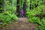 A hiker walks through Tryon Creek State Park in Portland, Ore., Wednesday, May 6, 2020. Some Oregon state parks reopened for limited day use as the state eased restrictions initially put in place to slow the spread of COVID-19.