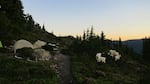 Mountain goats entering a campsite in Olympic National Park.