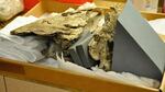 The University of Oregon's saber-toothed fossil skull, prepared for a CT scan. 