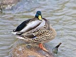 Mallard Ducks at Delta Ponds in Eugene.