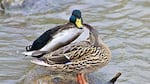 Mallard Ducks at Delta Ponds in Eugene.