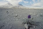 Lupin lepidus, post-eruption, one of the first plants to reappear in the desolate pumice field 3 miles north of the volcano crater at Mount St. Helens.