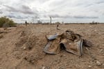 Jacqueline Arellano hikes through a wash she suspects migrants move though on their way north after crossing the border. She volunteers with Border Kindness , a group that is extending its services to desert areas around Yuma, Ariz., to assist lost or hurt migrants.