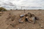 Jacqueline Arellano hikes through a wash she suspects migrants move though on their way north after crossing the border. She volunteers with Border Kindness , a group that is extending its services to  desert areas around Yuma, Ariz., to assist lost or hurt migrants.