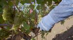 A gloved hand grabs a cluster of green chardonnay grapes.