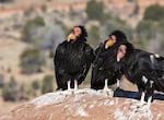 California Condor