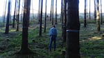 Mark Gourley, forester for Starker Forests, surveys a test plot being treated for Swiss needle cast. Gourley estimates about a third of the businesses' Douglas firs show symptoms of the disease.