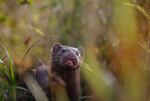 In this Sept. 4, 2015, file photo, a mink sniffs the air as he surveys the river beach in search of food, in meadow near the village of Khatenchitsy, northwest of Minsk, Belarus. Coronavirus outbreaks at mink farms in Spain and the Netherlands have scientists digging into how the animals got infected and if they can spread it to people.