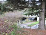 Some say improved habitat and strong returning coho numbers explain why they're entering Johnson Creek east of Portland.