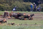 The Trump administration abruptly cut down more than 400 trees at Washington D.C.’s historic East Potomac Golf Links last weekend. A federal judge has ordered testimony from two high-level officials with the Interior Department over the recent abrupt removal of trees; the judge plans to hold another hearing Oct. 19.