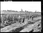 Workers weigh bean harvests in a field near West Stayton, Ore., in August, 1939.