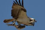 An osprey soars with a fish in its talons. Research by the U.S. Geological Survey says osprey are among the species harmed by contaminants in the lower Columbia River.