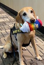 Eebbers, an 11-year-old explosive detection canine, has retired after nearly a decade of service.