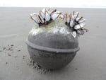 Marine organisms like these gooseneck barnacles are crossing the Pacific Ocean to North America by  hitching rides on floating debris composed of man-made materials — mostly plastic.