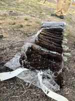 Sagebrush tubelings that the chapter bought and planted in Benton City, Wash.