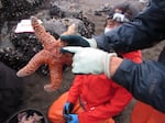 Oregon State University researcher Laurel Field holds an ochre sea star before it is measured and weighed.