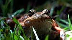 The resident reg-legged frogs that live in Portland’s Forest Park have a dangerous migration route to and from their spawning grounds at Harborton Wetland. Twice a year, they must get across the high-speed road known as U.S. Highway 30. For many years, the frogs’ human neighbors have intervened on their behalf by providing a shuttle or "taxi" to the other side. But is there a better solution?