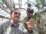 Jim Myers is the mastermind behind the gothic tomato. As a Horticulture Professor and vegetable breeder for Oregon State University, he developed the Midnight Roma by crossbreeding two other varieties also developed at OSU.